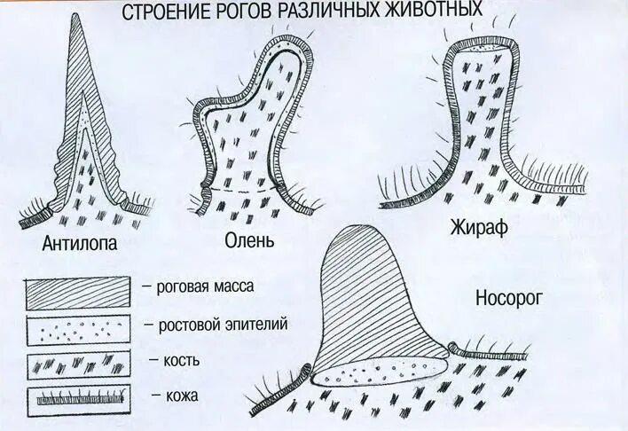 Парнокопытные и непарнокопытные северный олень. Строение рога крупного рогатого скота. Отряд парнокопытные общая характеристика. Отряд парнокопытные интересные факты. Строение рогов крс.