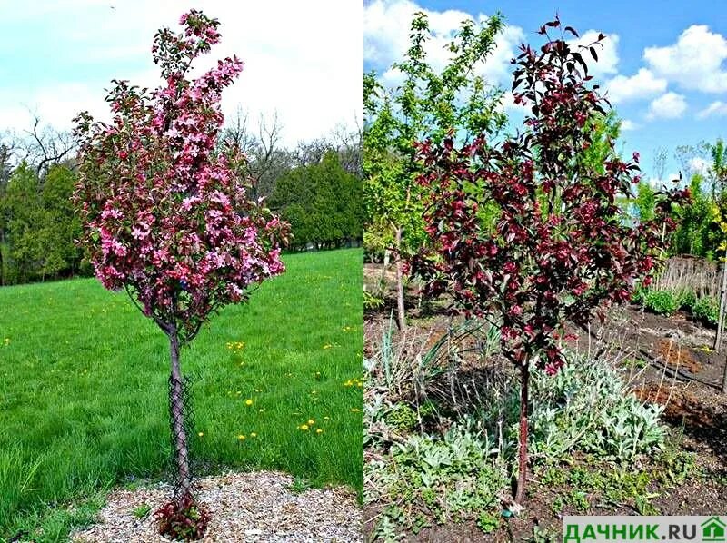 Яблоня Malus Royalty. Яблоня краснолистная роялти. Яблоня "роялти" - Malus "Royalty". Яблоня краснолистная Хелена.