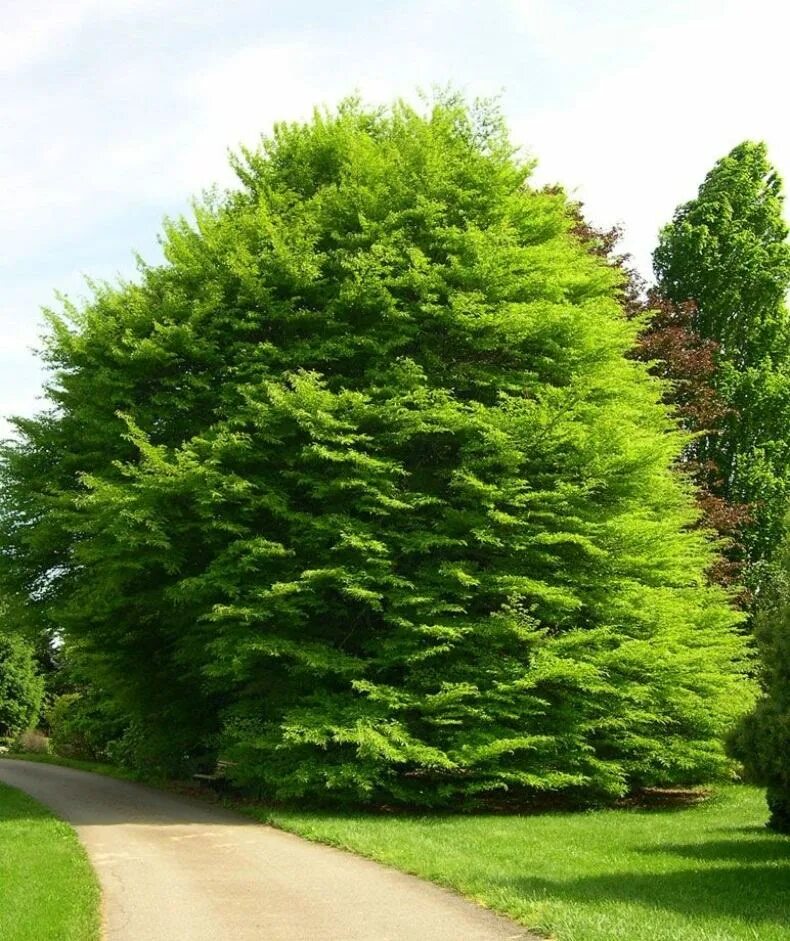 Бук хвойное. Бук Лесной Европейский. Бук Европейский (Fagus sylvatica). Дерево European Beech. Fagus sylvatica [‘European Beech.