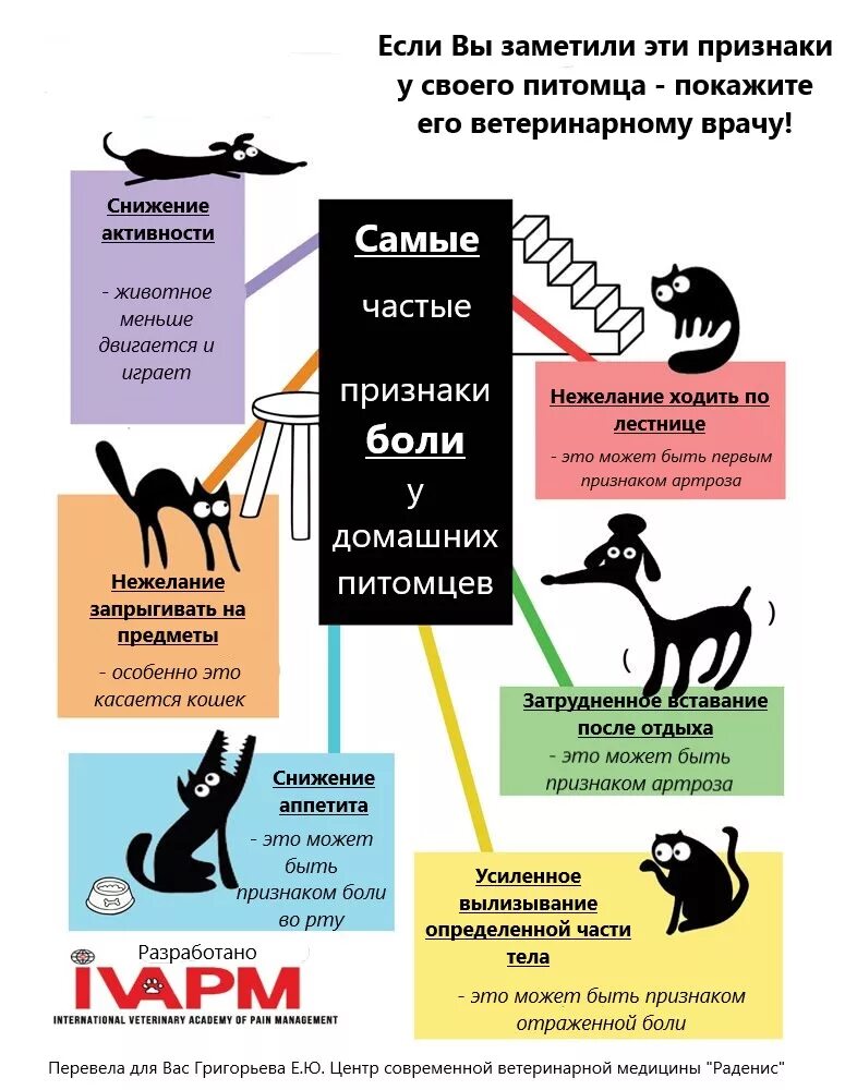 Собака боли. Оценка боли у животных. Шкала боли у животных. Шкала оценки боли у собак. Шкала оценки боли у животных.