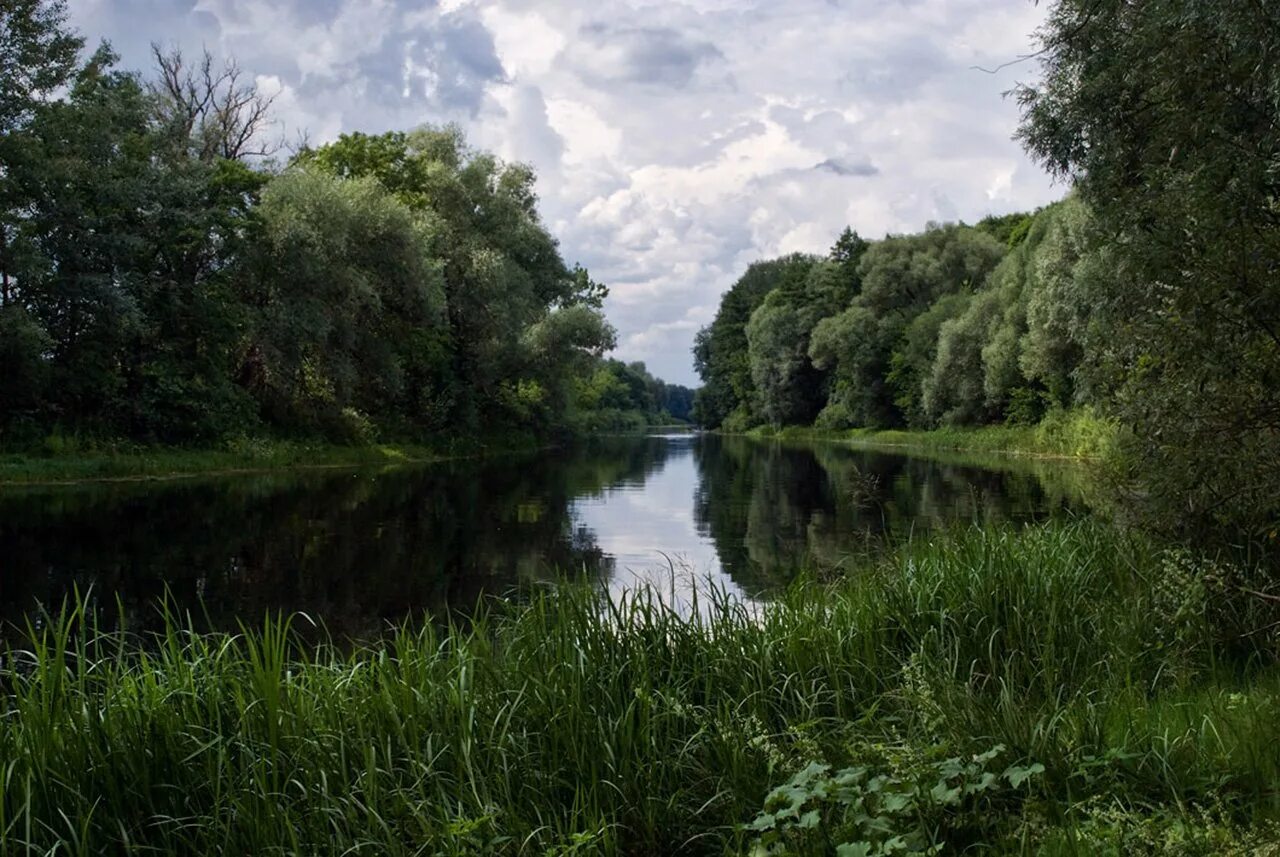 Река Сейм Путивль. Река Сейм Курск. Сейм (река) реки Курской области. Курский лес рекой Сейм.