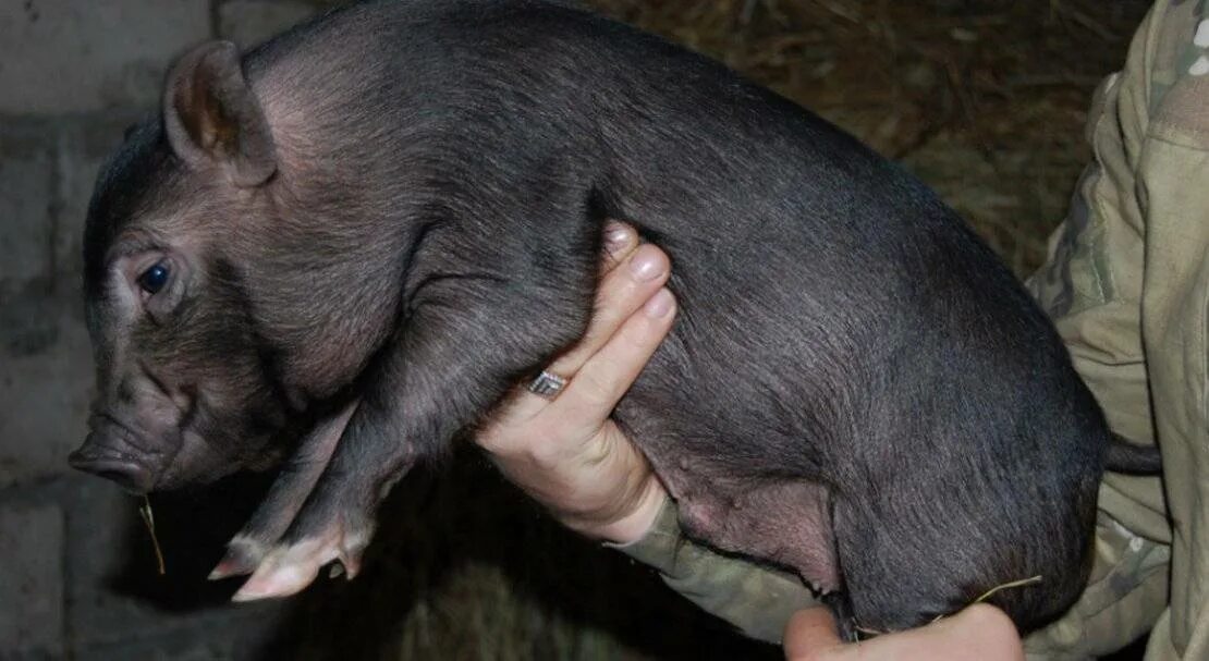 Вьетнамский вислобрюхий поросенок. Вьетнамская вислобрюхая свинка. Вьетнамская порода свиней характеристика. Вьетнамский вислобрюхий поросенок. Вьетнамская вислобрюхая свинья.