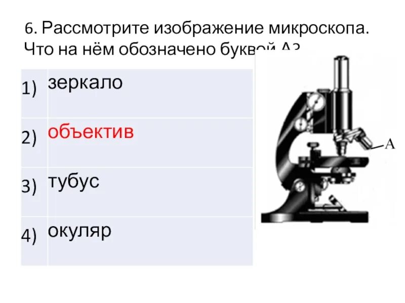 Детали микроскопа 5 класс впр ответы биология