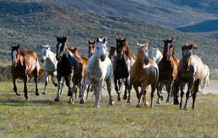 Wild Mustangs Jefferis Wild horses mustangs, Wild mustangs, Pretty horses
