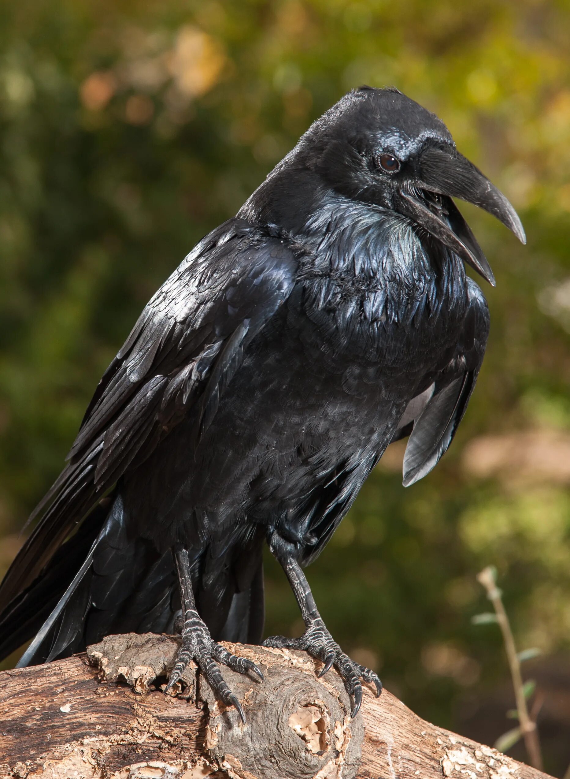 Королевский ворон Коракс. Common Raven Corvus Corax. Ворон обыкновенный. Ворона. Где обитает ворона обыкновенная