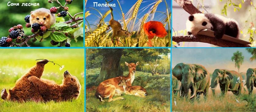 день дикой природы 2021 всемирный. день дикой природы. всемирный день дикой природы для школьников. день дикой природы. всемирный день дикой природы для детей.