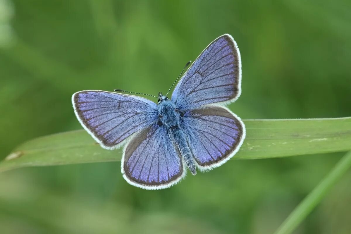 Бабочки голубянки чудесной. Cyaniris semiargus. Голубянка бобовая бабочка. Cyaniris semiargus - голубянка Лесная. Голубянка бобовая самка.