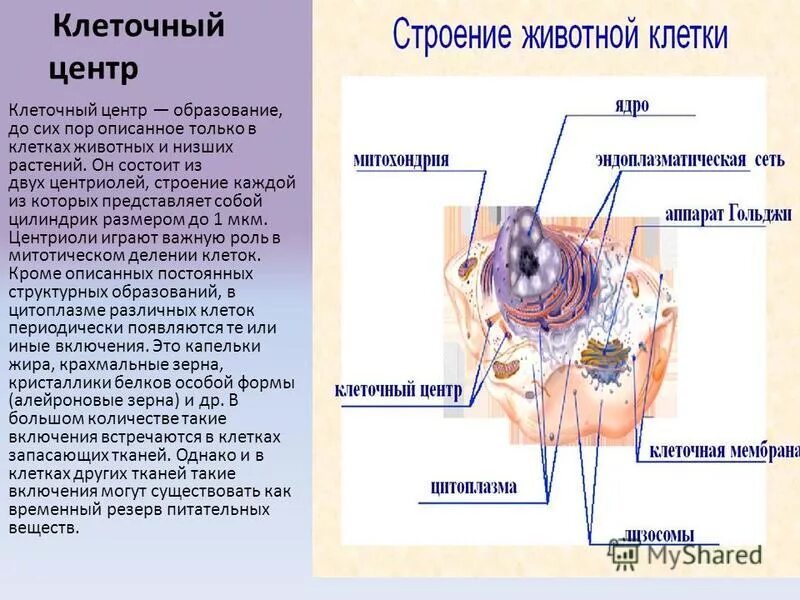 Сердце образовано клетками