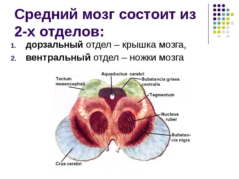 Общее строение среднего мозга. Основная структура среднего мозга. Строение среднего мозга кратко. Структуры отделов среднего мозга.