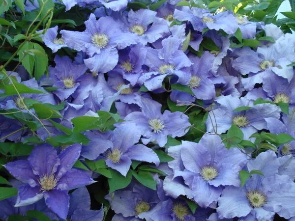 clematis-jenny-caddick Интернет-магазин цветов и растений PlantShip