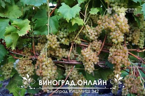Кишмиш неукрывные