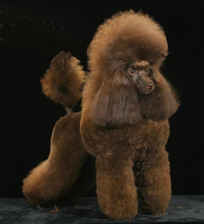 карликовый пудель коричневый. собачка карликовый пудель. карликовый пудель коричный. бурый карликовый пудель. карликовый пудель коричный.