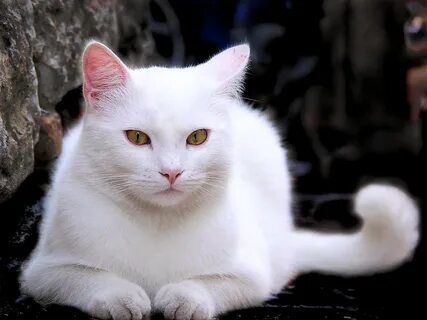 Коты белого окраса породы