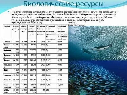 Какое море самое большое в мировом океане