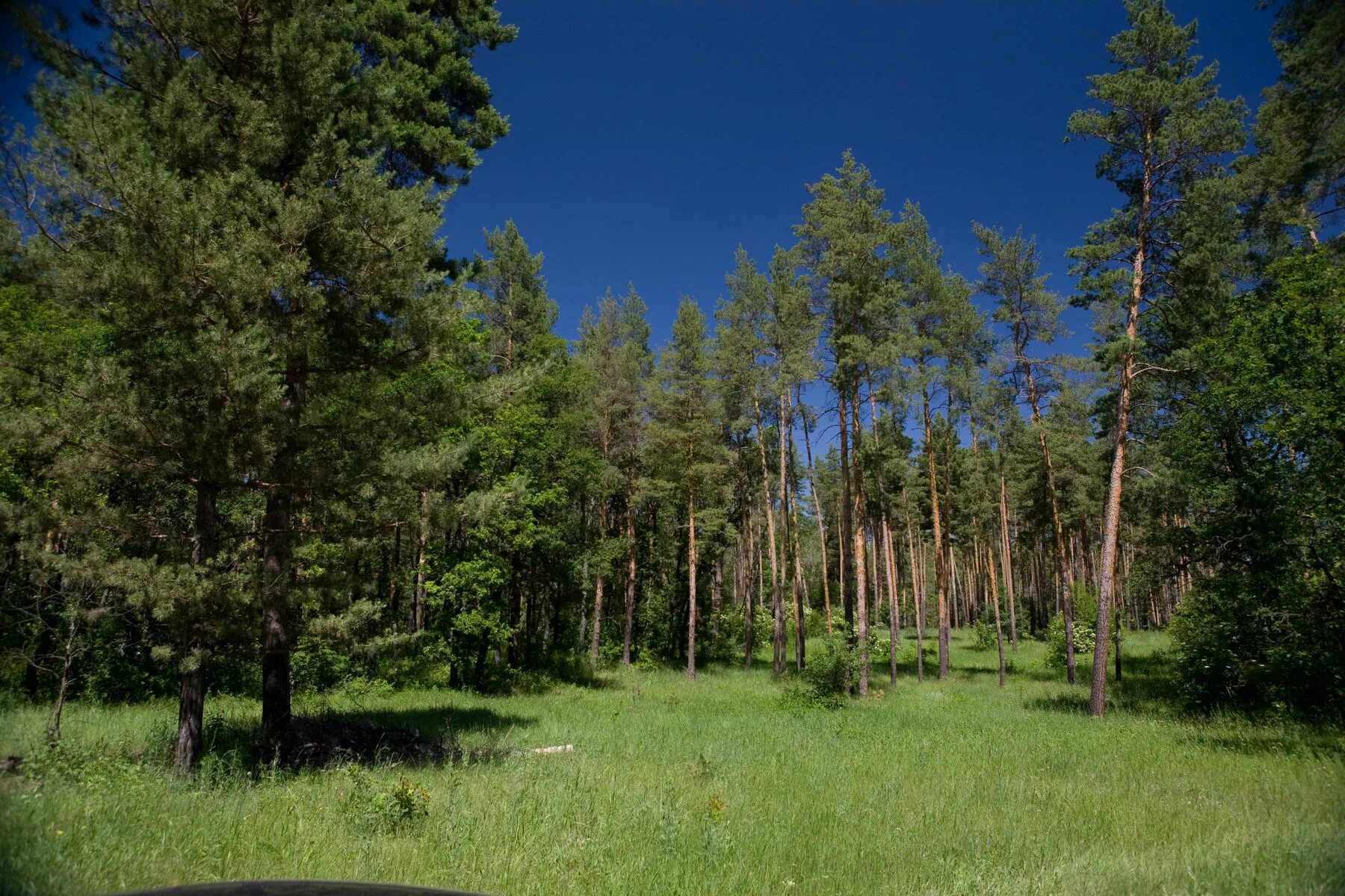 сосновый бор (парк, новосибирск). молодой хвойный лес. хвойный лес тропинка сша. веслянский сосново-лиственничный бор. тайга (хвойные леса).