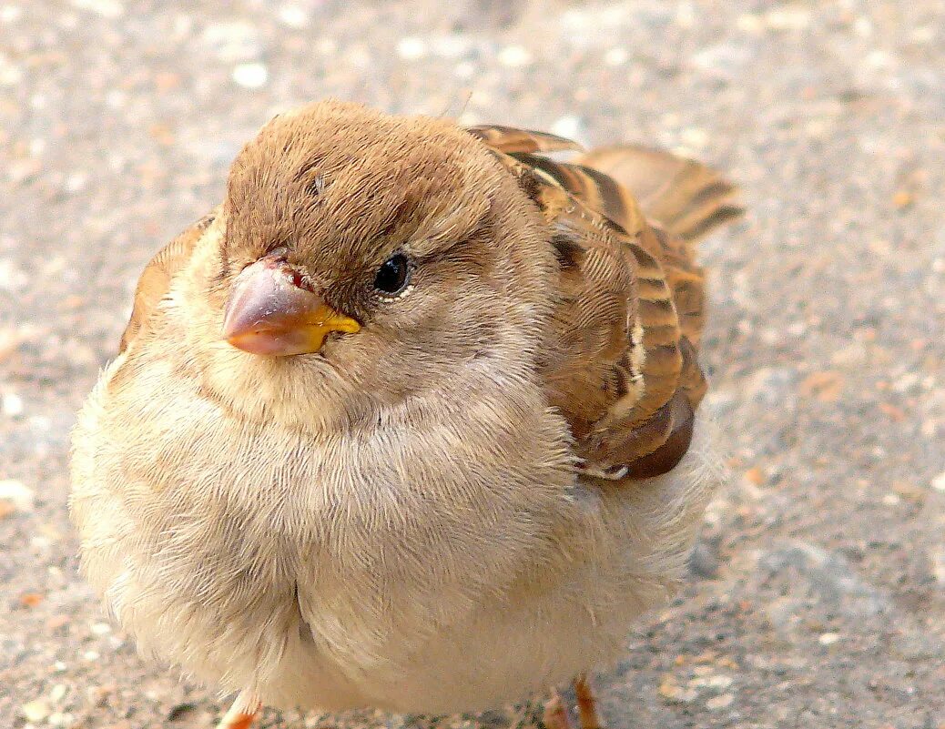 воробушки слушать. воробушки слушать. воробушки слушать. воробей и воробышек. черный воробей.