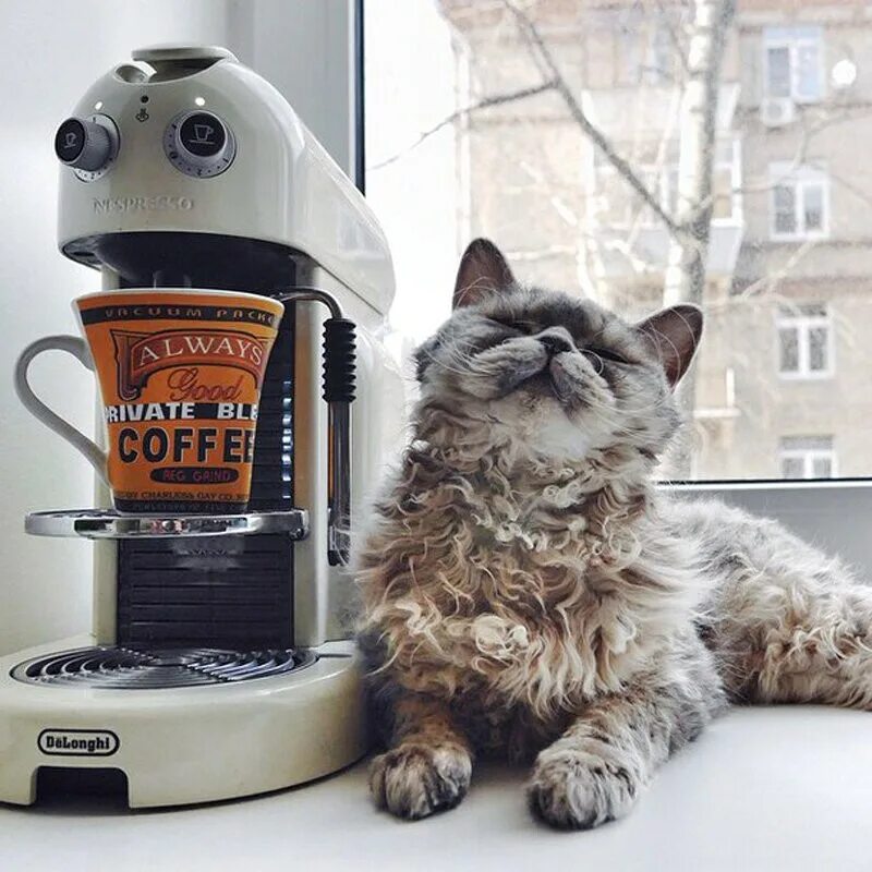 Кот с кофе. Утро кофе кот. Кот с кофе. Кот и кофе. Кофи кот.