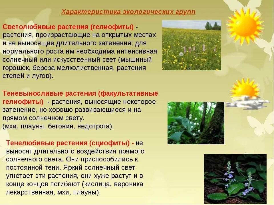 Какие древесные растения относят к светолюбивым. Гелиофиты светолюбивые растения. экологические группы растений по отношению к свету. растения по отношению к свету. светолюбивые и теневыносливые растения.