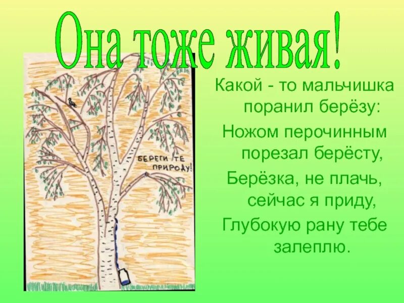 Я помню ранило березу автор. Какой то мальчишка поранил березку. Задания для дошкольников береза. Материал на тему Березка. Пальчиковая про березу.