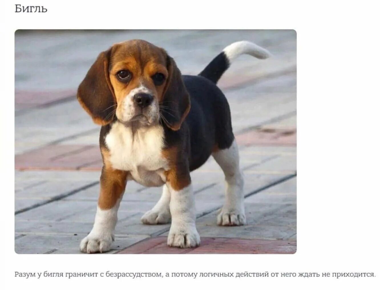 Бигль. Имена для бигля. Имена для собак девочек бигль. Бигль хвост. Клички для собак девочек бигль.