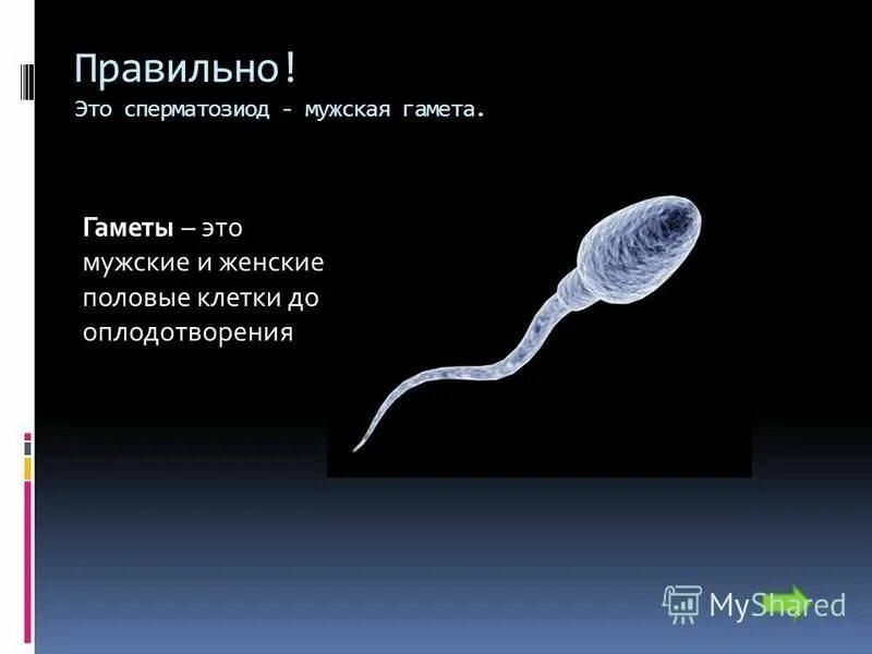 строение яйцеклетки. строение гамет. функции половых клеток яйцеклетка. половые клетки гаметы. гамета это в биологии 6 класс.