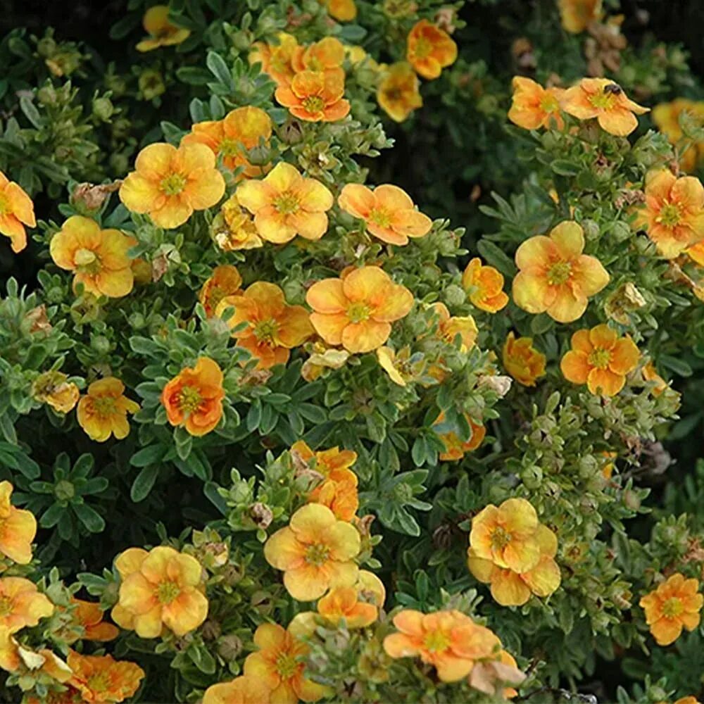 Лапчатка хоплес оранж. Лапчатка кустарниковая манго. Лапчатка кустарниковая "mango-tango", манго танго. Лапчатка кустарниковая манго манго. Лапчатка кустарниковая mango tango.