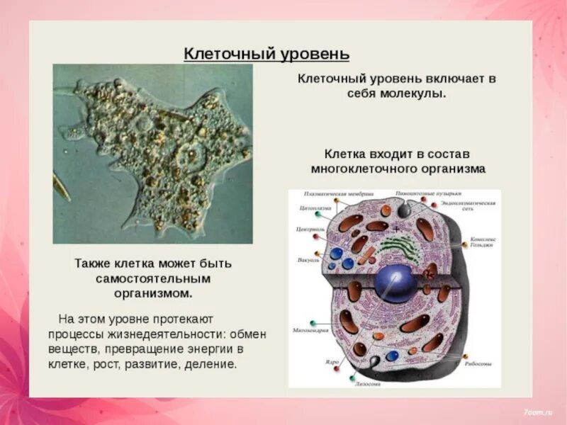 Клеточный уровень класс. Клеточный уровень организации живого. клеточный уровень биология 9 класс. клеточный уровень организации жизни. уровни организации клетки.