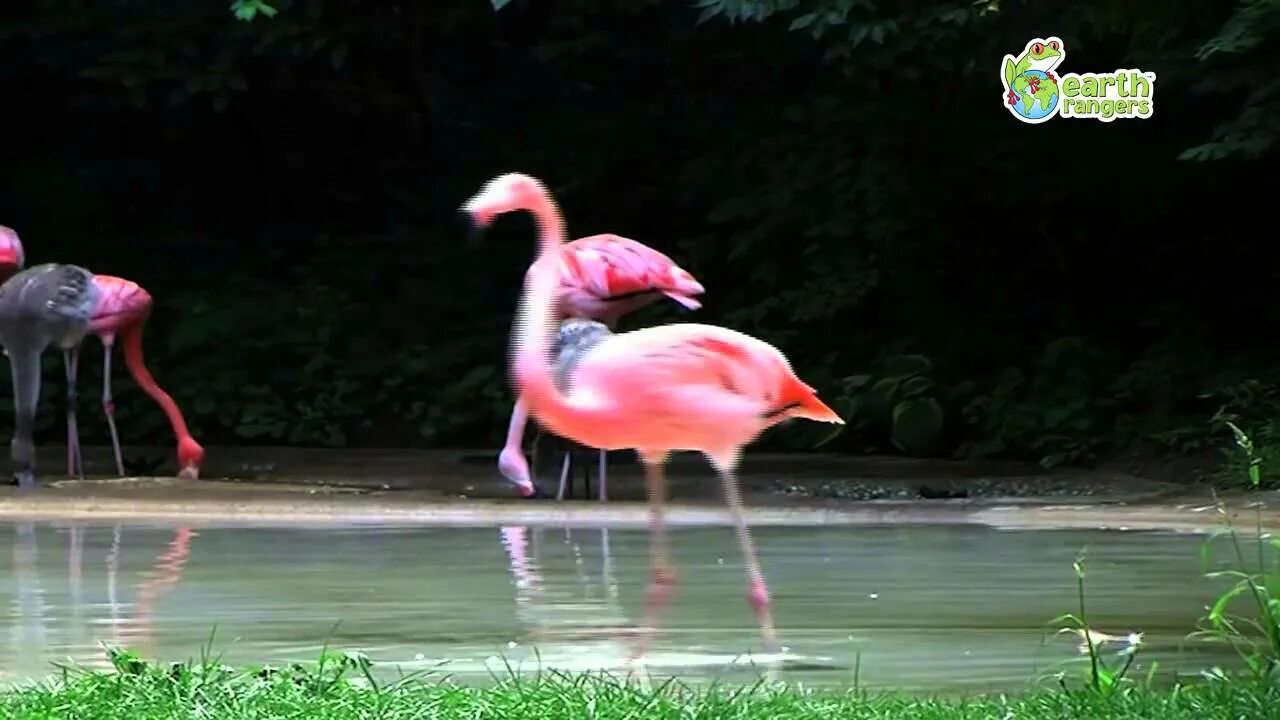 Танцуй фламинго