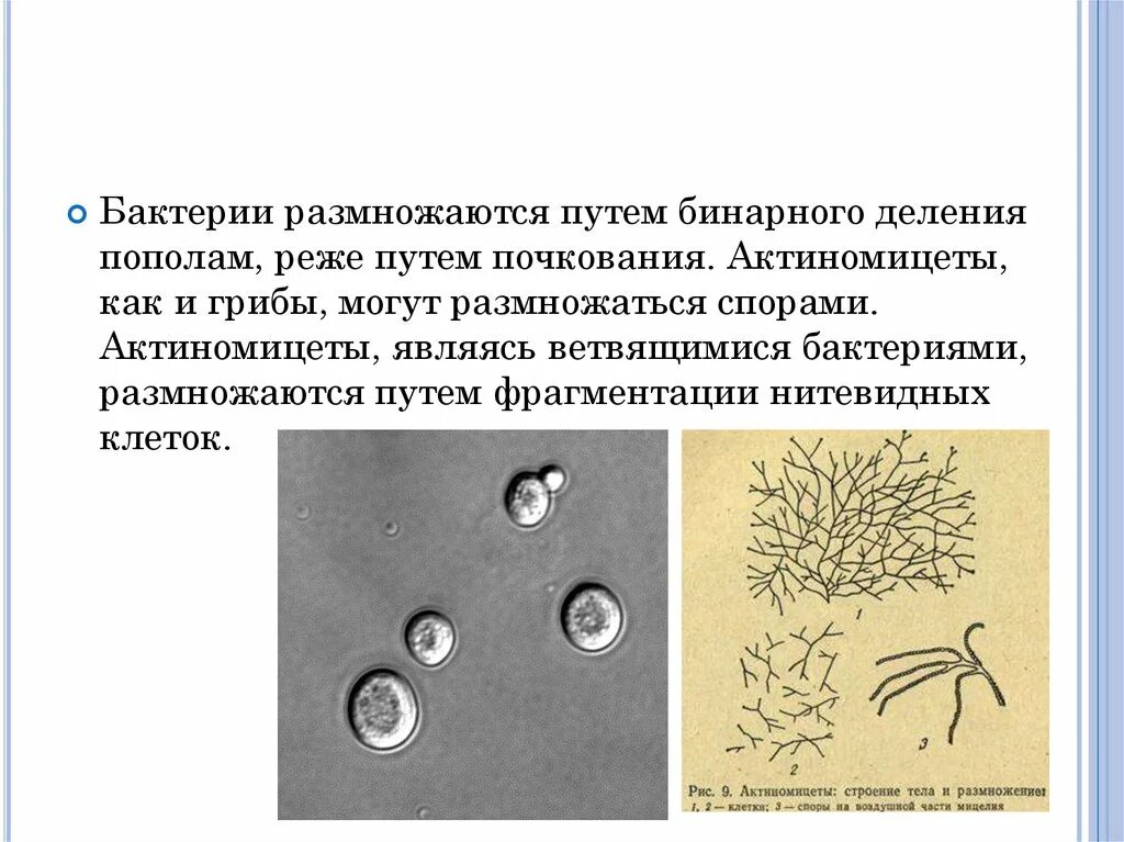 Размножение путем спор. Как размножаются бактерии. Размножение бактерий. Размножение микроорганизмов. Споры актиномицетов.