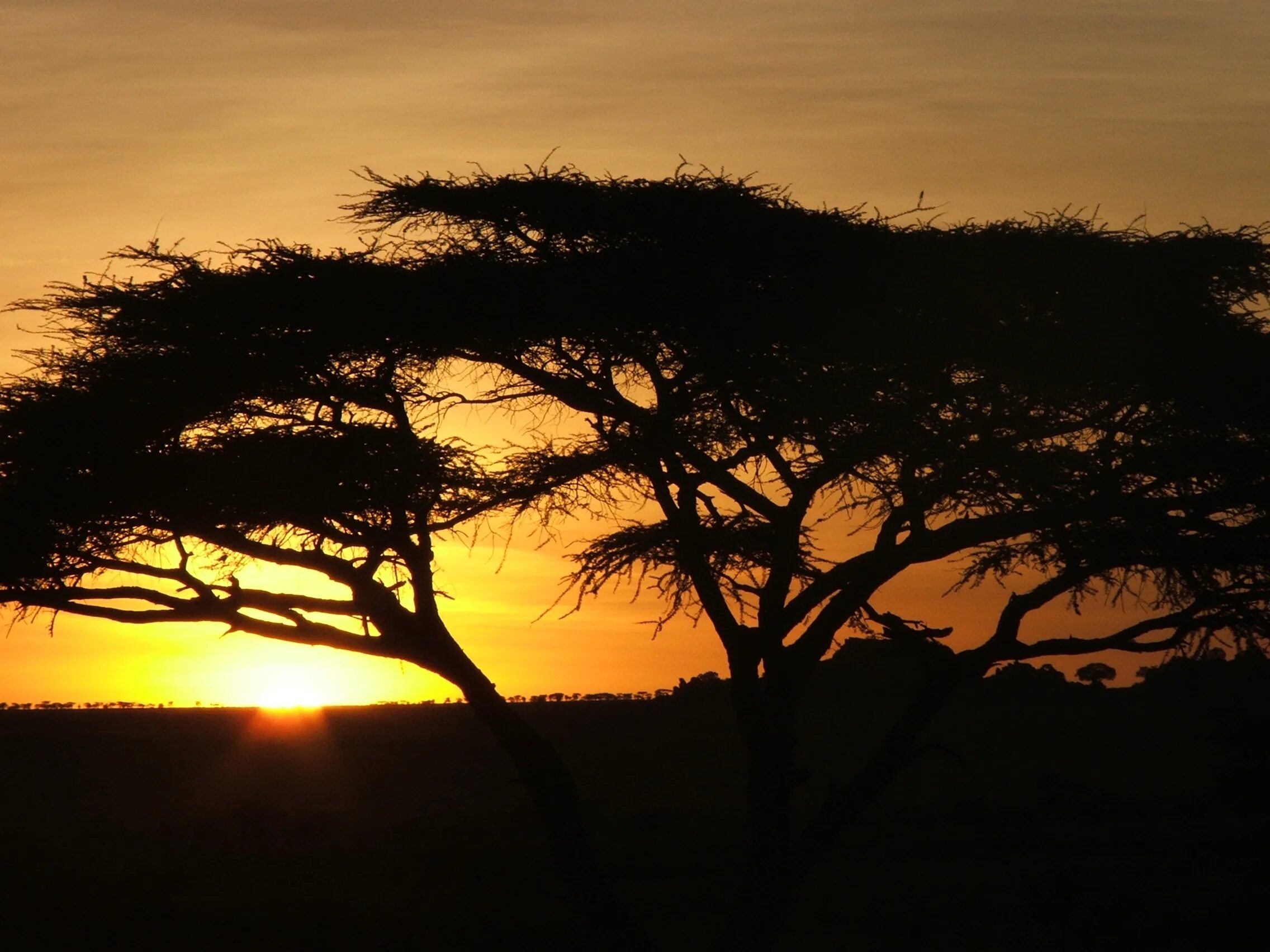 Находится в восточной африке. Кения Саванна. Саванна Восточной Африки. Саванны Эфиопии. Дерево Африка Саванна закат.