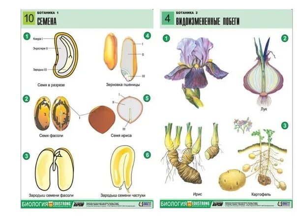 Наглядное пособие "биология". Карточки по ботанике. Наглядность по биологии. Наглядные пособия по биологии.