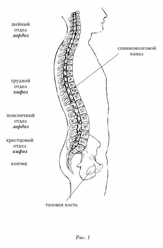 Лордоз грудного отдела кифоз поясничного. Позвоночный столб кифоз. Шейный лордоз кифоз. Строение позвоночника лордоз кифоз. Изгиб кпереди