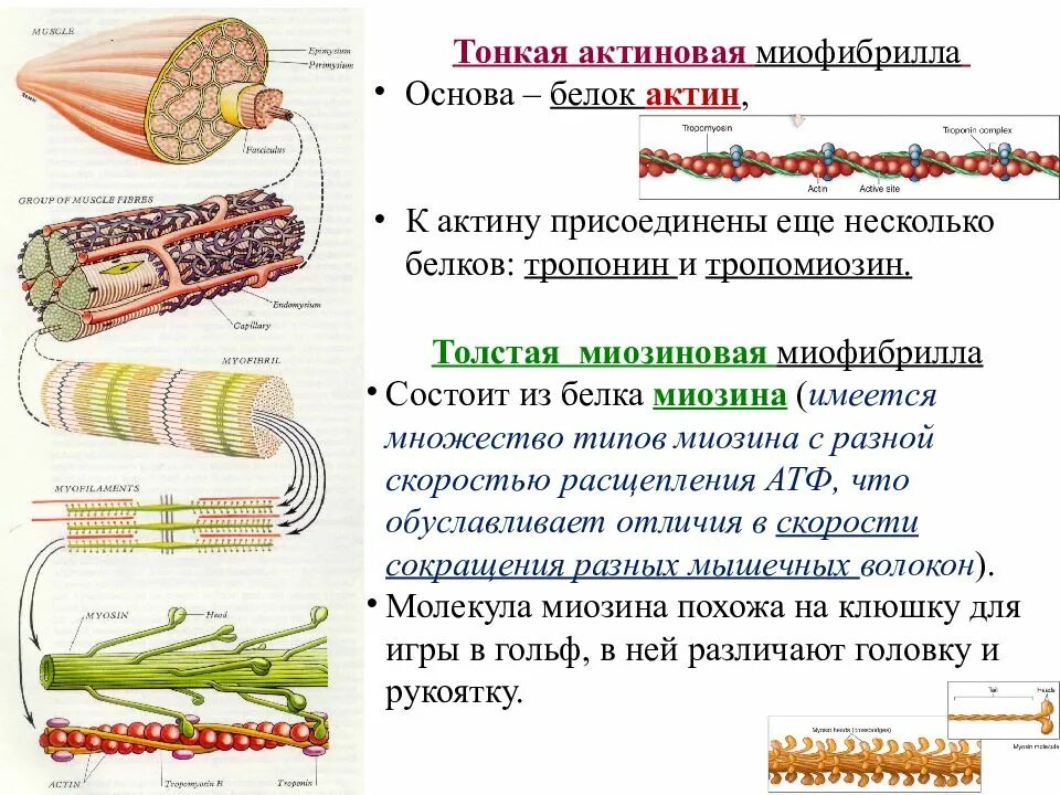 Миофибриллы состоят из. Строение мышцы миофибриллы. Строение мышцы актин и миозин. Строение актина в скелетной мышце. Структура мышц и мышечных белков.