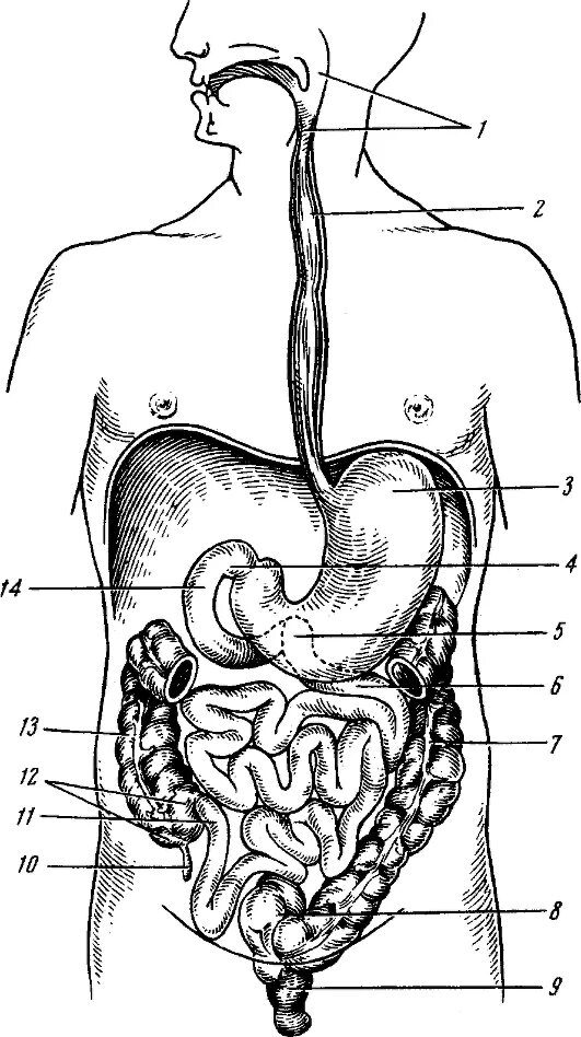 Система органов пищеварения пищеварительный канал. Схема строения пищеварительной системы. Система пищеварения человека схема. Пищеварительная система схема анатомия.