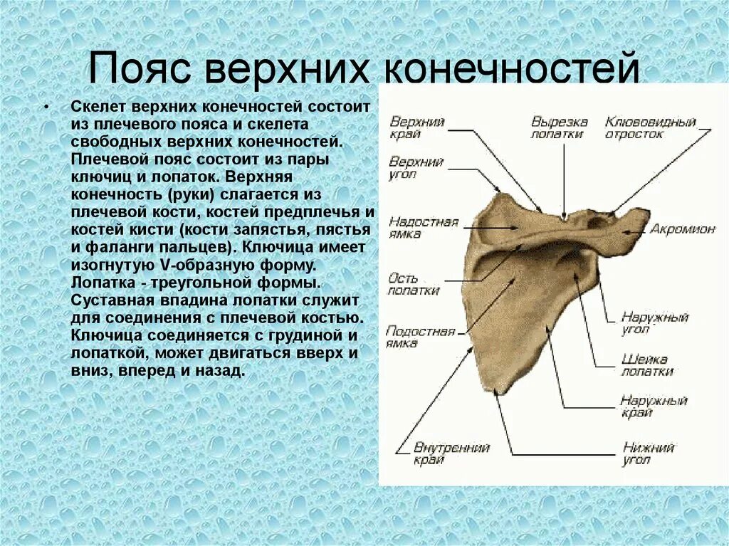 Лопатка кость человека на скелете. Кости пояса верхней конечности человека. Кости пояса верхней конеч. Из каких костей состоит пояс верхних конечностей. Пояс верхн х конечностей.