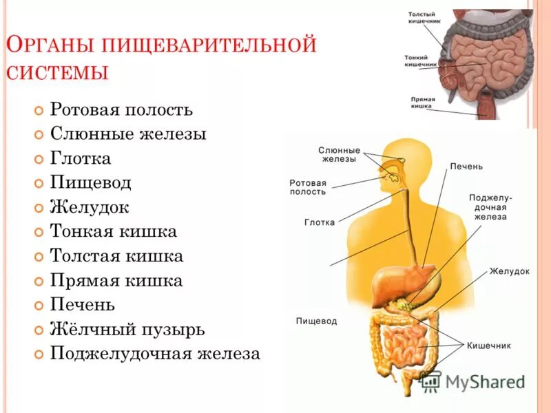 Определите количество органов из перечисленных