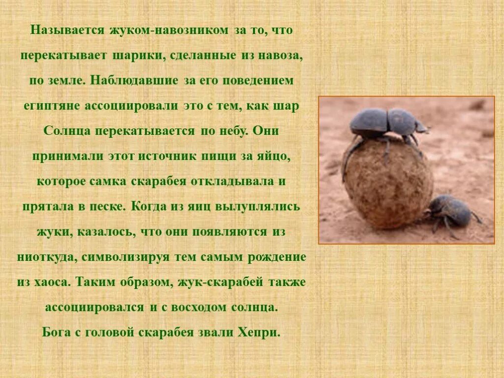 Зачем скарабей катает шарики. Жук навозник среда обитания. Священный жук скарабей. Скарабей это навозный жук. Скарабей навозник.
