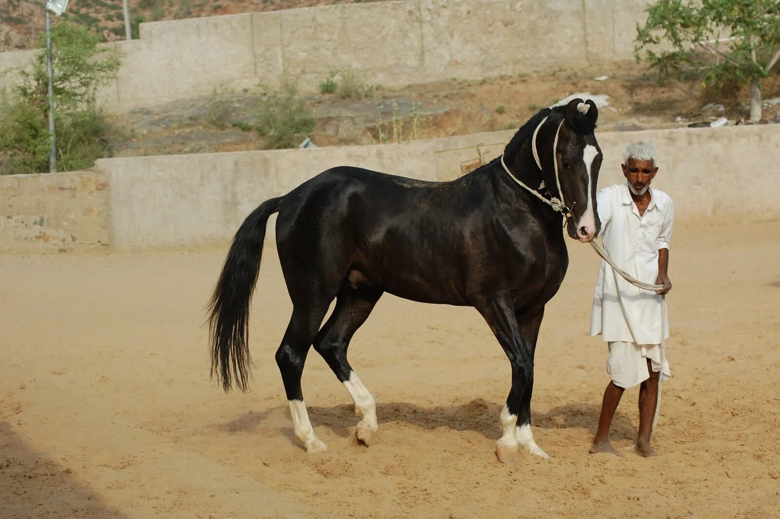 Indian horse. Лошади породы марвари. Лошади Индии марвари. Пегий марвари. Марвари гнедая.