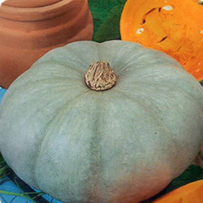 тыква на белом фоне. тыквенные овощи. тыква круглая. тыква нельсон f1. тыква 3 кг.