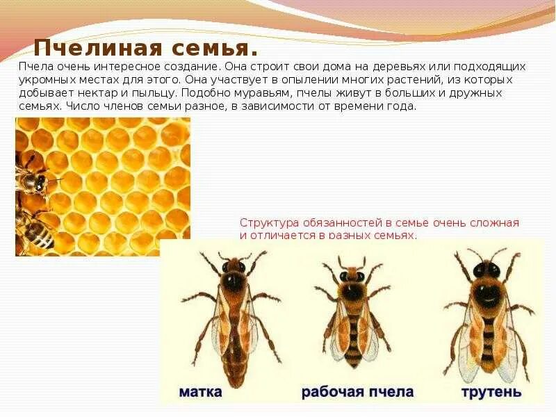 Пчеловодство доклад 3 класс. Структура пчелиной семьи схема. Пчелиная семья. Тема пчел для презентации. Пчела для презентации.