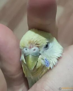 Линька волнистых