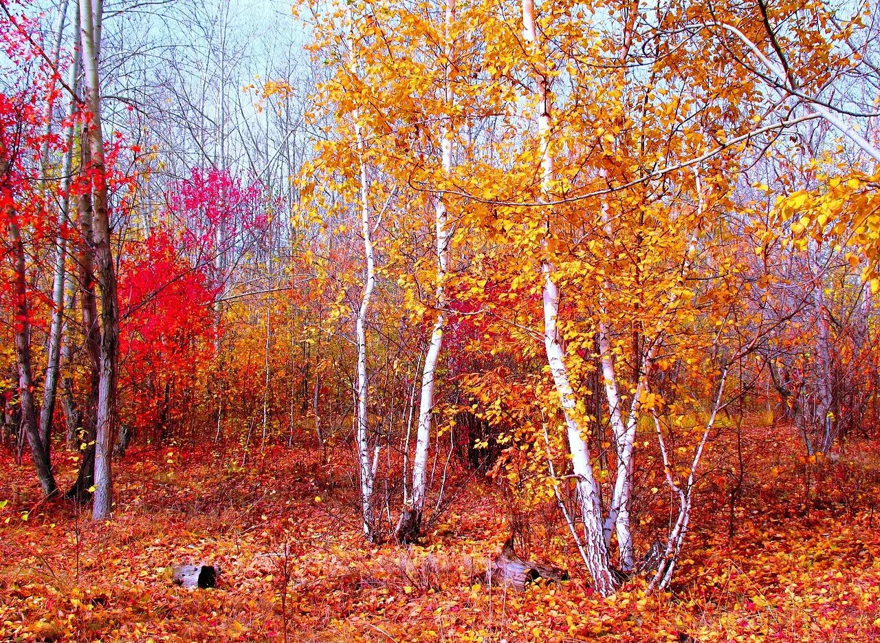 Осенний лес. Золотая осень. Осенний лес листопад. Октябрь в разгаре