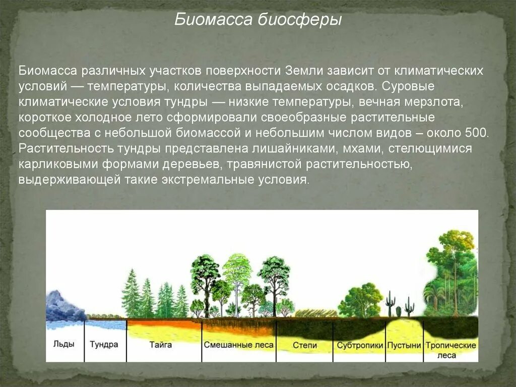 Биомасса биосферы. Биомасса земли. Биомасса биосферы кратко. Биомасса биосферы почва. Живое вещество распределено в биосфере