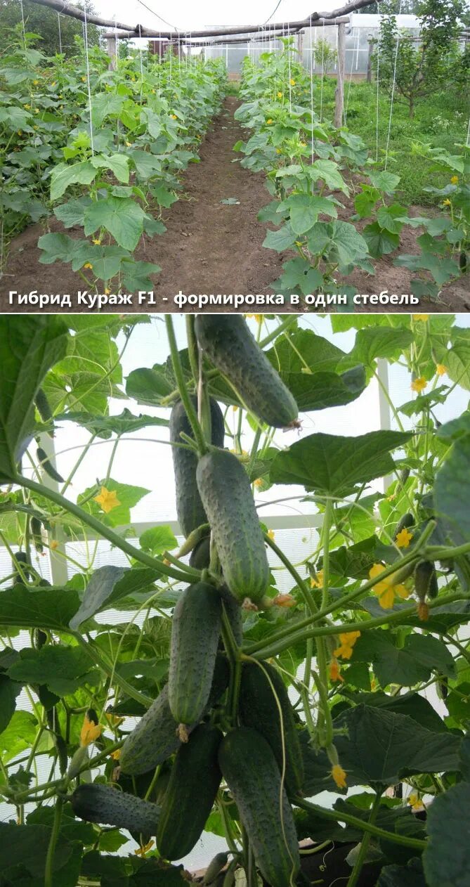 Формировка огурцов кураж. Огурец кураж f1.