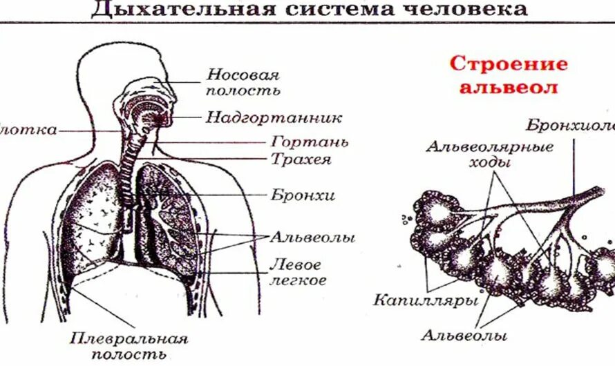 Описать строение дыхательной системы. Строение органов дыхания. Структура дыхательной системы. Дыхательная система человека схема. Органы дыхания схема.