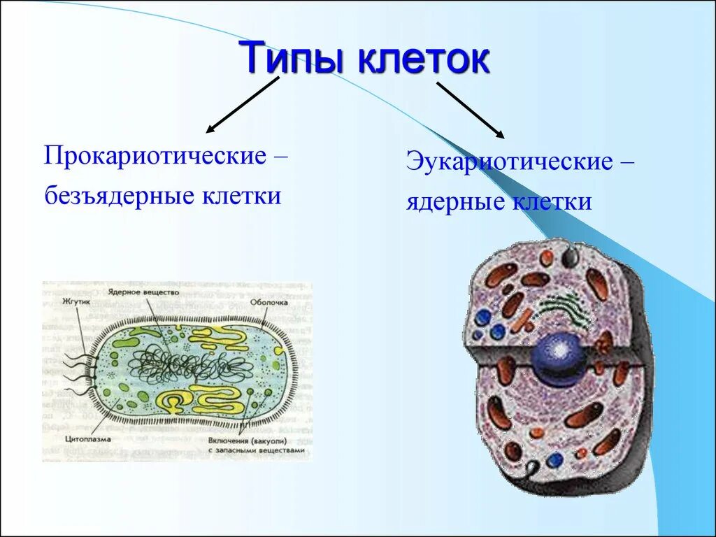 Безъядерные эукариотические клетки. Типы клеток. Типы животных клеток. Прокариотический Тип клетки. Органоидами клетки эукариотической являются