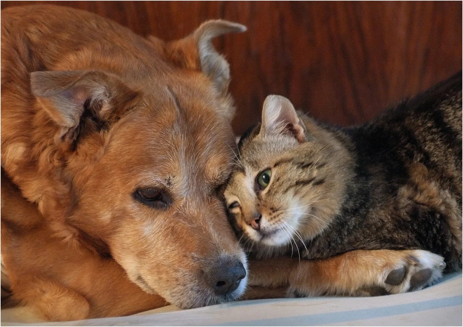Про кошек и собак. Дружба кота и собаки. Кот и собака дружат. Кот и собака друзья. Собака и кот лучшие друзья.