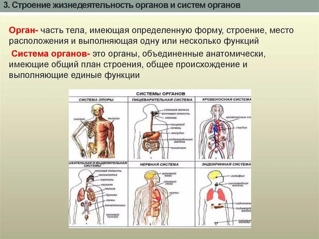 Органы сходные по функциям