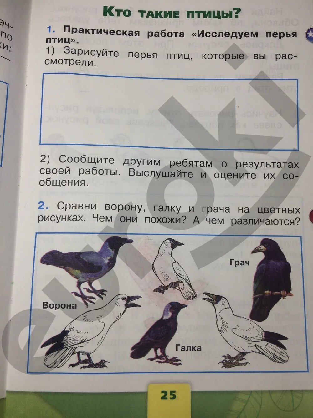 Плешаков 1 класс 1 часть ответы. Окружающий мир рабочая тетрадь 1 2 класс Плешаков ответы стр 25. Окружающий мир 2 рабочая тетрадь стр 25 Плешаков. Окружающий мир 1 класс рабочая тетрадь Плешаков стр 25. Окружающий мир 1 класс рабочая тетрадь Плешаков 1 часть ответы стр 23-24.