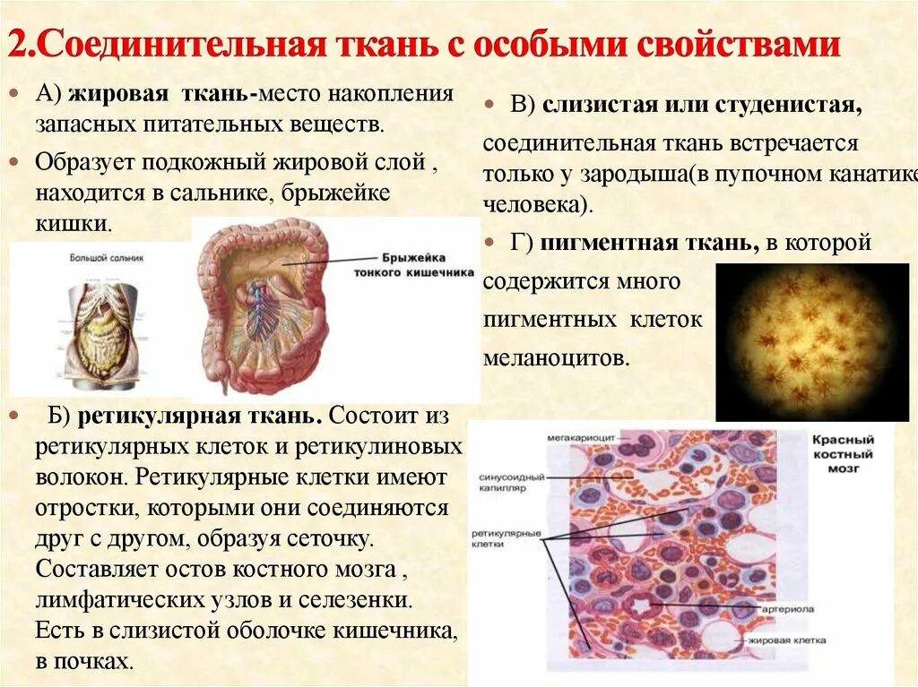 Какие органы входят в соединительную ткань. Соединительная ткань со специальными свойствами таблица. Классификация соединительной ткани гистология. Соединительная ткань гистология таблица. Жидкая соединительная ткань локализация.